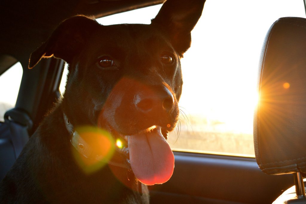 Como transportar cachorro em carro