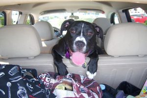 Transportar cachorro em carro