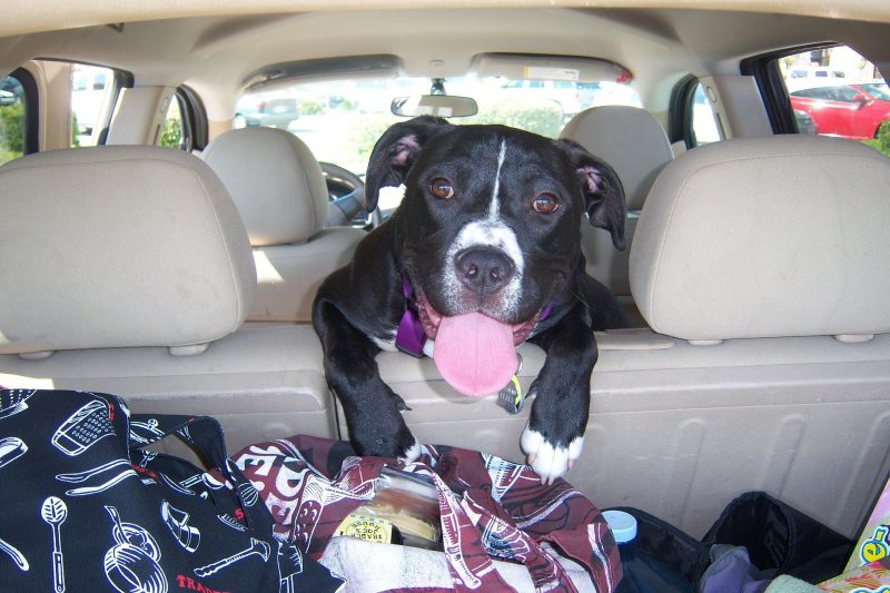 Transportar cachorro em carro