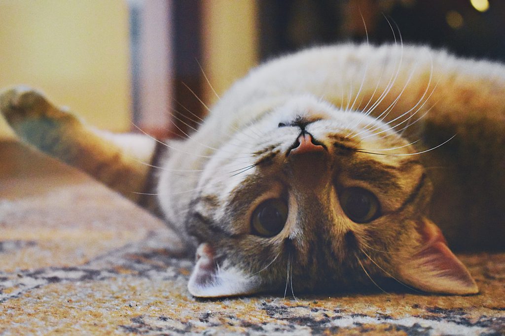 Como fazer mudança com o gato_território