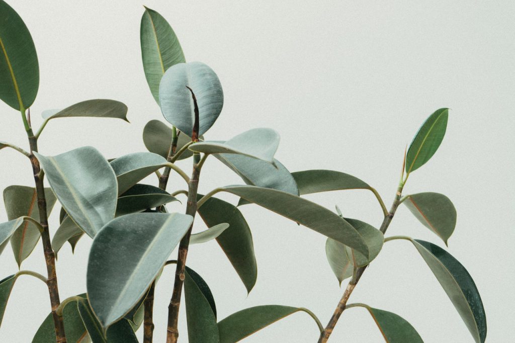 Como arrumar a mudança no caminhão_plantas e frágeis