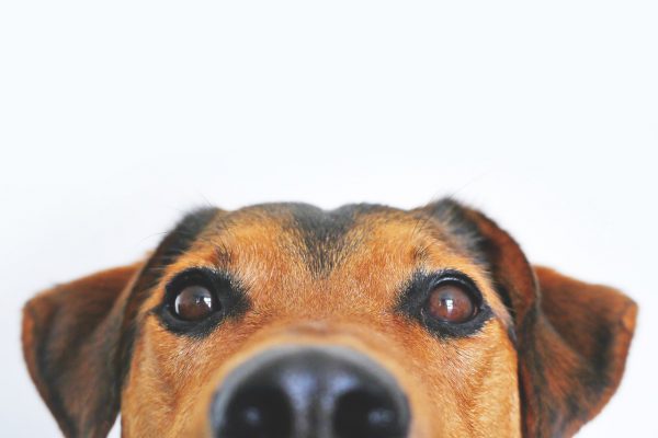 Como transportar cachorro em ônibus da forma certa