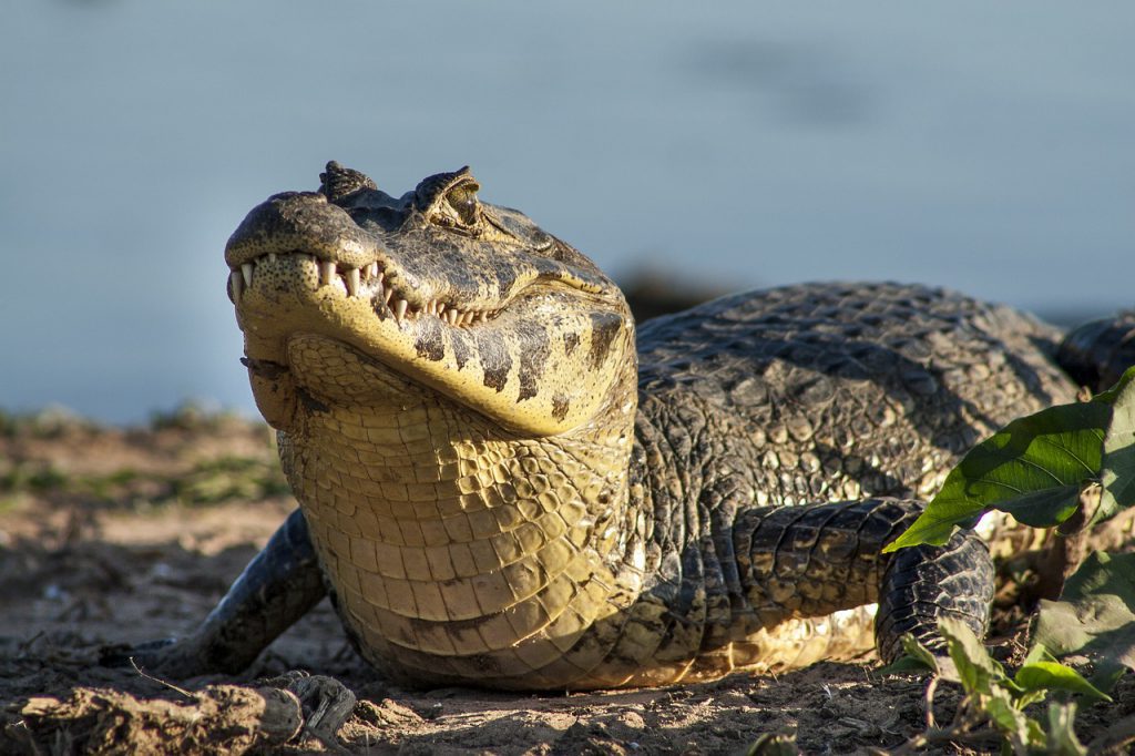 Pantanal