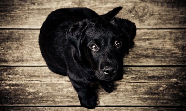 Alugar um imóvel e levar o animal de estimação