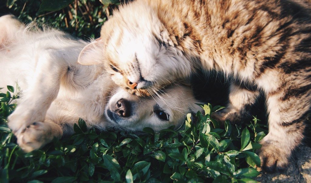 Alugar um imóvel e levar o animal de estimação_lei