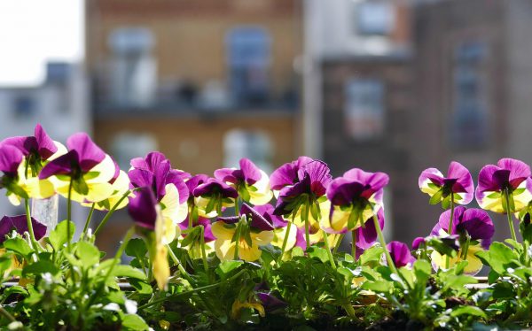 Como montar um jardim de flores na sua casa